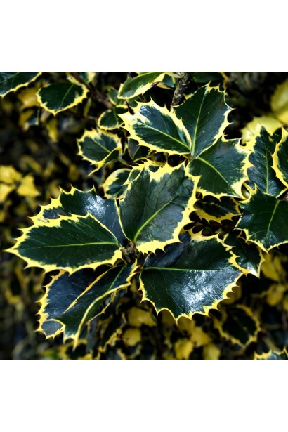 Падуб Голден Кінг 